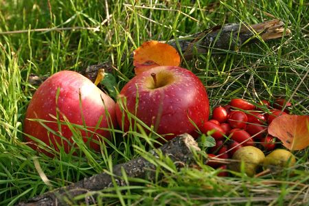 Two red apples and wild briers on the green grass nature background.の写真素材