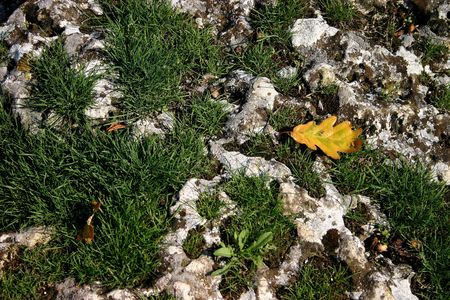 Yellow autumn leaf on the green grass backgorund.の写真素材