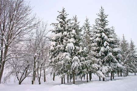 Winter natural landscape with many fresh and white snow with pine trees.の写真素材