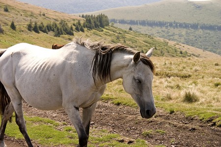 White horse in the late summer season on the mountain grass.の写真素材