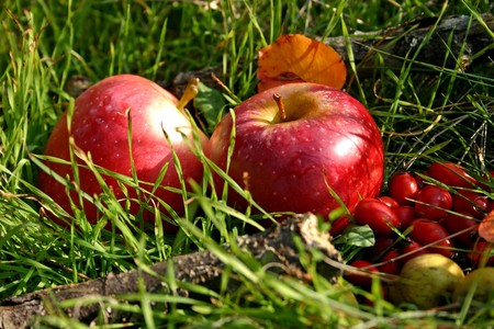Two red apples and wild briers on the green grass nature background.の写真素材