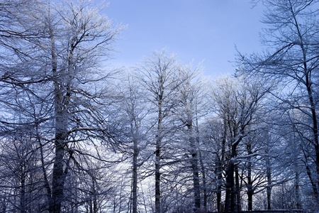 Winter landscape with fresh white snow, trees and sun.の写真素材