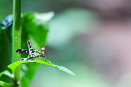 Grasshopper on green leaf in forest,Thailand.