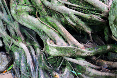 Root of tree in the rainforest, Thailand, Southeast Asia.の写真素材