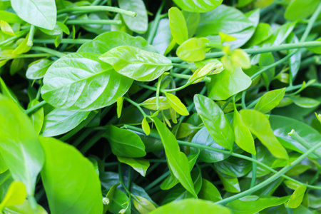 Green leaves background. Green leaves background. Green leaves background. Green leaves background.の写真素材