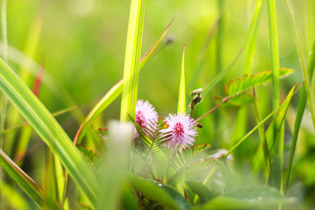 Mimosa pudica in the meadow, Thailand.の写真素材