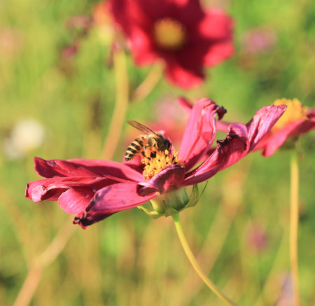 bee kiss flower for eat sweet water from flowerの写真素材