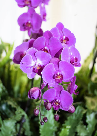 Orchid flower in south eastasiaの写真素材