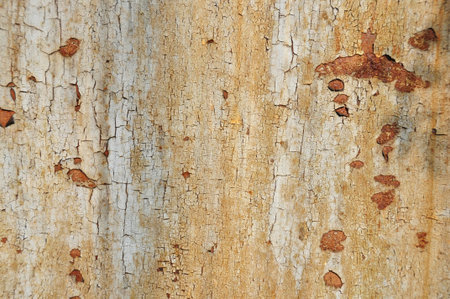 a close up of a brown tree with structure