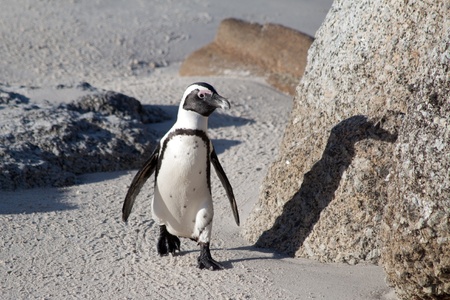 Cape Penguinの写真素材