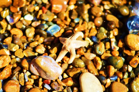 Starfish on a stony beachの写真素材