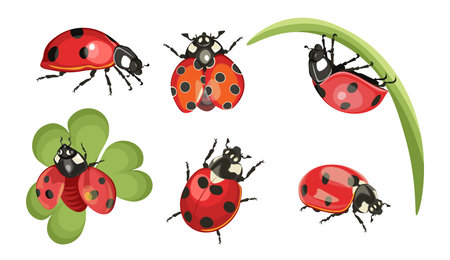 Set of Ladybugs, Funny Red Insects with Eyes and Dots on Green Leaf and Grass Stem. Baby Design for Wallpaper or Fabricのイラスト素材