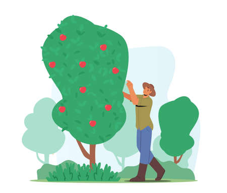 Man Farmer Pick Apples. Male Gardener Character Harvesting Ripe Fruits from Green Tree in Country Garden, Agricultureのイラスト素材