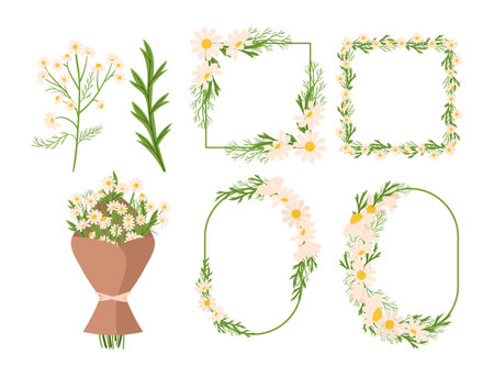 Set Of Chamomile Flowers Frames, Bouquet And Isolated Blossoms For Creating Gentle And Calming Atmosphereのイラスト素材