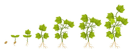 Grapes Go Through Stages Of Growth, Seed, Sprout, Budburst, Flowering, Fruit Set, Veraison, Harvest. Buds Emergeのイラスト素材