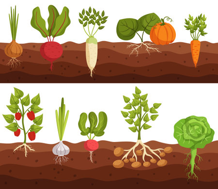 Vegetables Grow In Ground Cross Section View Of Onion, Beetroot, Daikon And Pumpkin. Carrot, Bell Pepper And Garlicのイラスト素材
