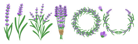 Lavender Elements Set Featuring Lavender Flowers, Leaves, Stems, Round Frame or Wreath For Creating Botanical Designsのイラスト素材