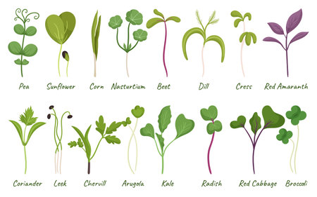 Microgreens Pea, Sunflower, Corn And Nasturtium. Beet, Dill, Cress And Red Amaranth. Coriander, Chervil And Arugulaのイラスト素材