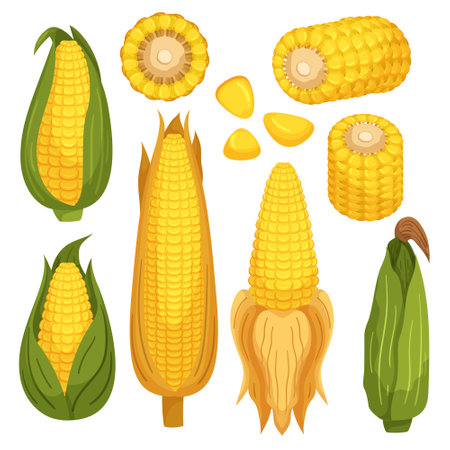 Set of Corn Cobs Are The Husked, Cylindrical, And Edible Part Of The Corn Plant. Corn Seeds, Or Kernelsのイラスト素材