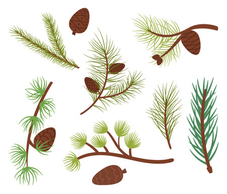 Coniferous Tree Branches, Symbol Of Winter Beauty, Adorned With Green Needles, And Cones, Cartoon Vector Illustrationのイラスト素材