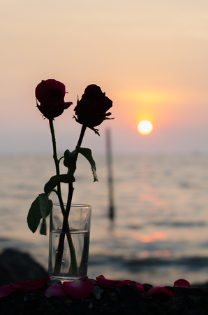 Roses with sunsetの写真素材