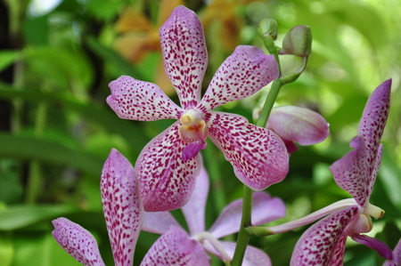 beautiful orchid flowerの写真素材