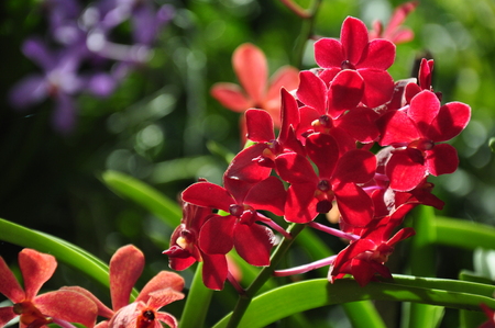 beautiful orchid flowerの写真素材