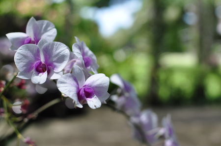 beautiful orchid flowerの写真素材