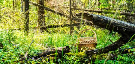 Forest. Woodland. Summer green firs and pine in forest. Russian wild nature in sunlightの写真素材