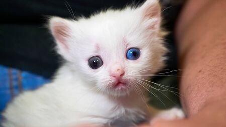 White kitten lies on his kneesの写真素材