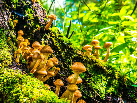 honey mushrooms growing at tree color
