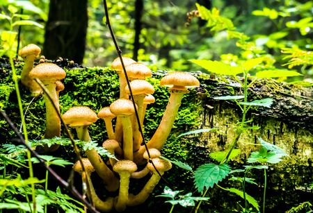 honey mushrooms growing at tree colorの写真素材