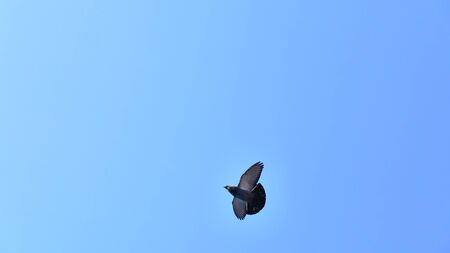 street pigeon in flight blue skyの写真素材