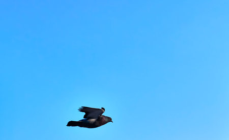street pigeon in flight blue skyの写真素材