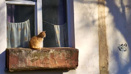 a snout cat on a window sill colorの写真素材