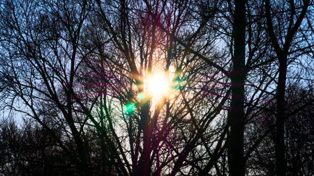 rays of the sun in tree branches color