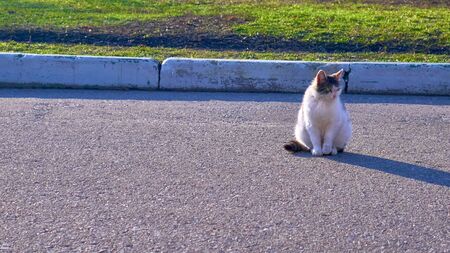 homeless cat on the street colorの写真素材