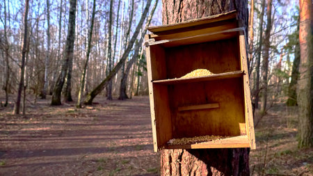 homemade bird feed in wild forest
