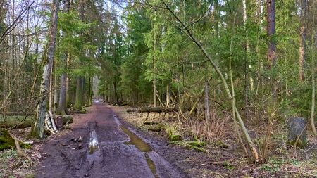 autumn forest in the suburbs colorの写真素材