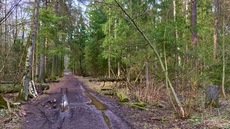 autumn forest in the suburbs colorの写真素材