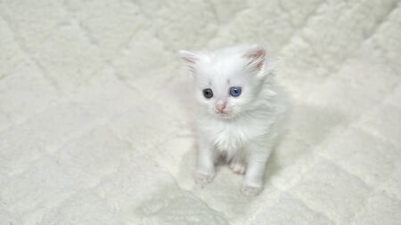 kitten with heterochromia color whiteの写真素材