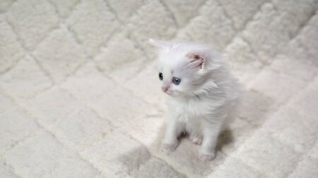 kitten with heterochromia color whiteの写真素材