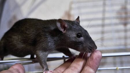 domestic rat sits on a cage colorの写真素材