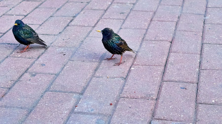 starlings sit on a road tile