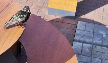 starling sits on a cafe table colorの写真素材