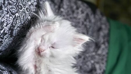kitten with heterochromia low lightの写真素材