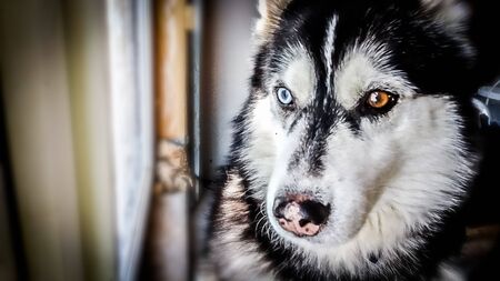 Husky dog with heterochromia colorの写真素材