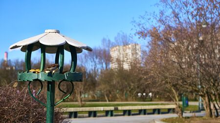 bird feeder in the lilac garden of moscow eastの写真素材
