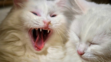 Two white cats lie on a pillow low light
