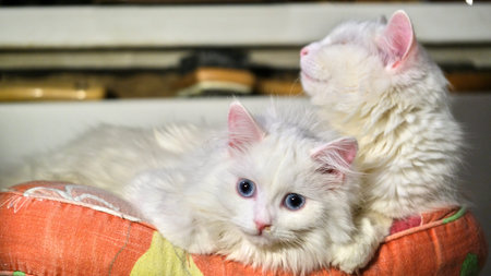 Two white cats lie on a pillow low light